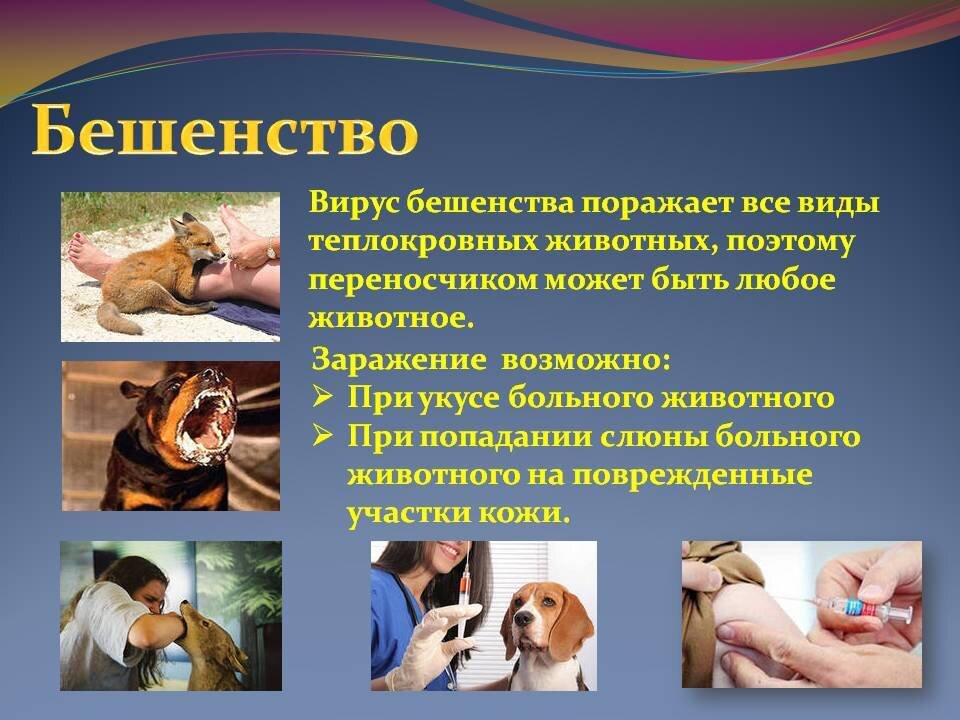 Бешенство -среди животных Бешенство -среди животных